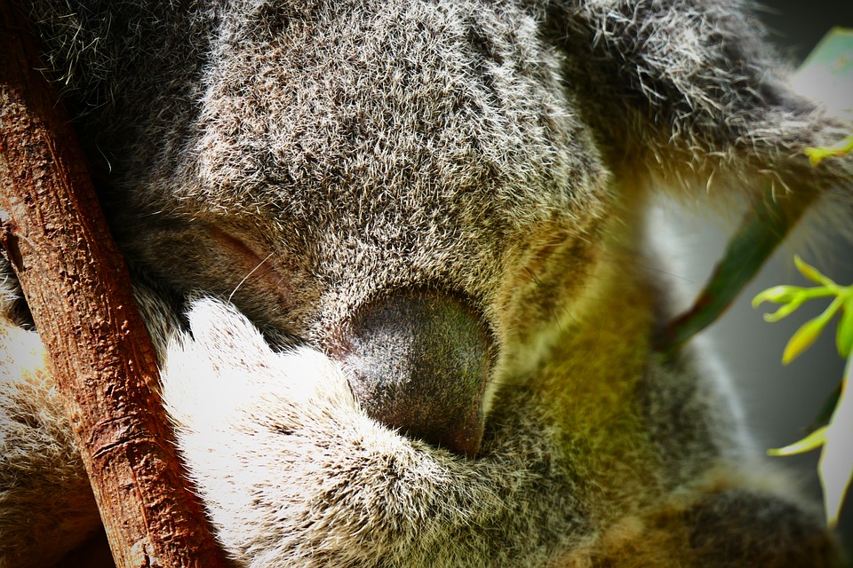ユーカリの木で眠るコアラ