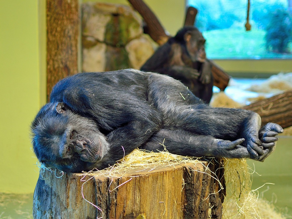 まるまって眠るチンパンジー