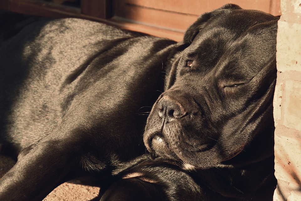グッタリと眠る黒い犬