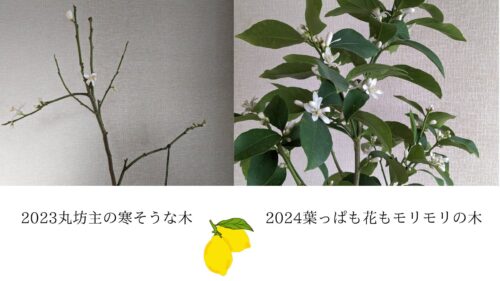 レモンの木の変化