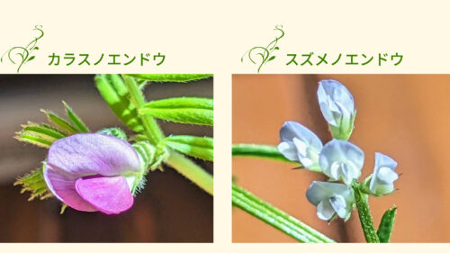 カラスノエンドウとスズメノエンドウの花