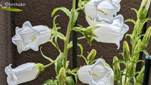 カンパニュラ白い花