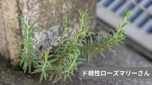 コンクリに生えたローズマリー