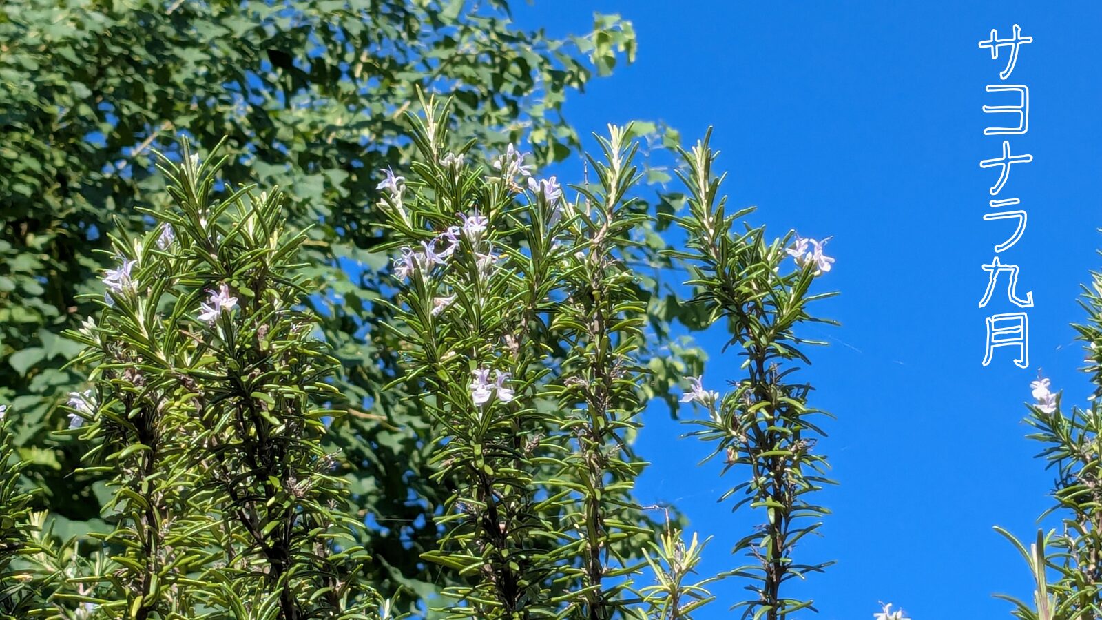 ローズマリーの花