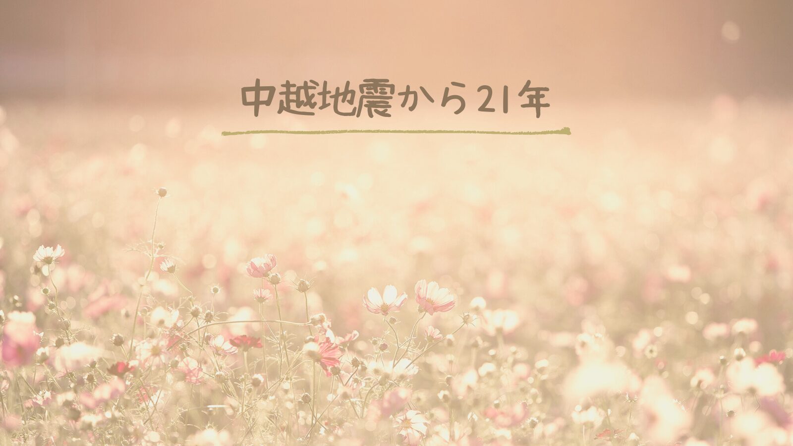 一面のコスモス