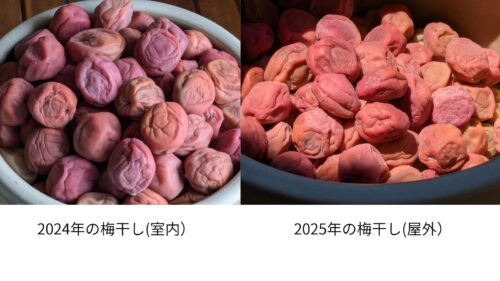 梅干しの比較