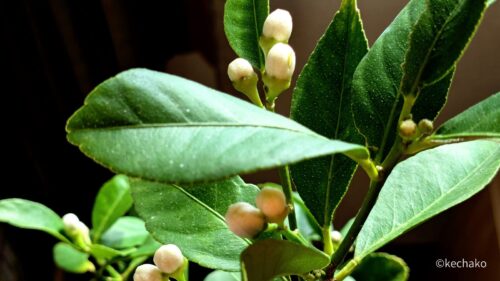 レモンの花のつぼみ