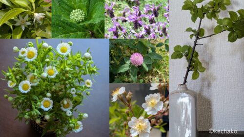 庭の花を飾る