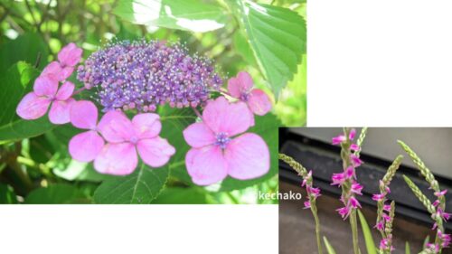 ガクアジサイとネジバナ