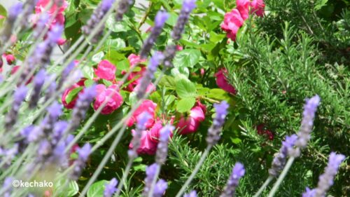 もさもさの花たち