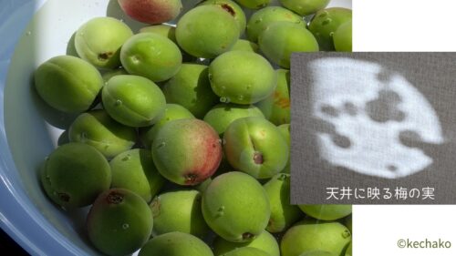 梅の実と天井に映る影