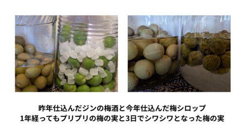 梅酒と梅シロップの実の違い