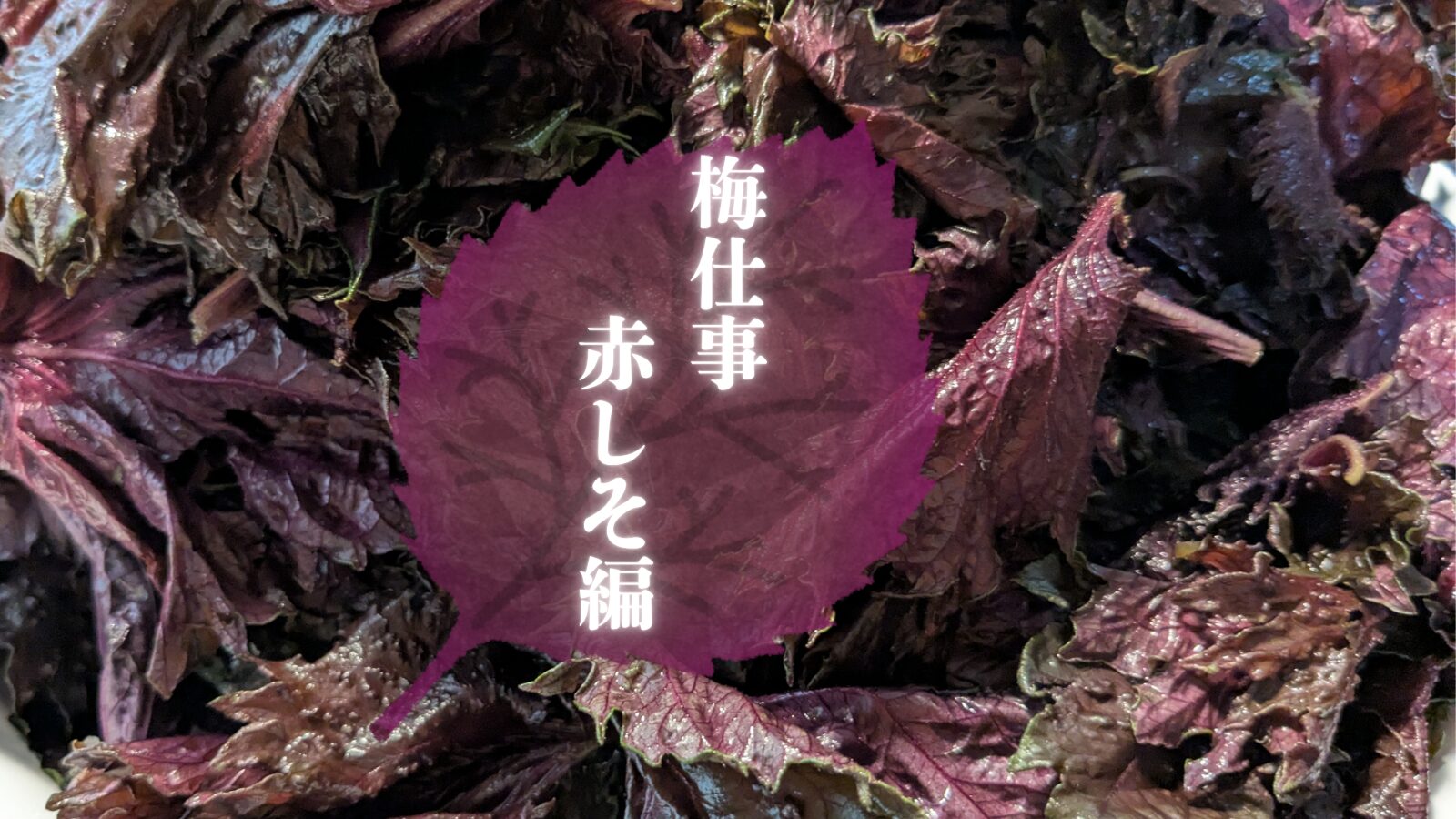 赤しそ