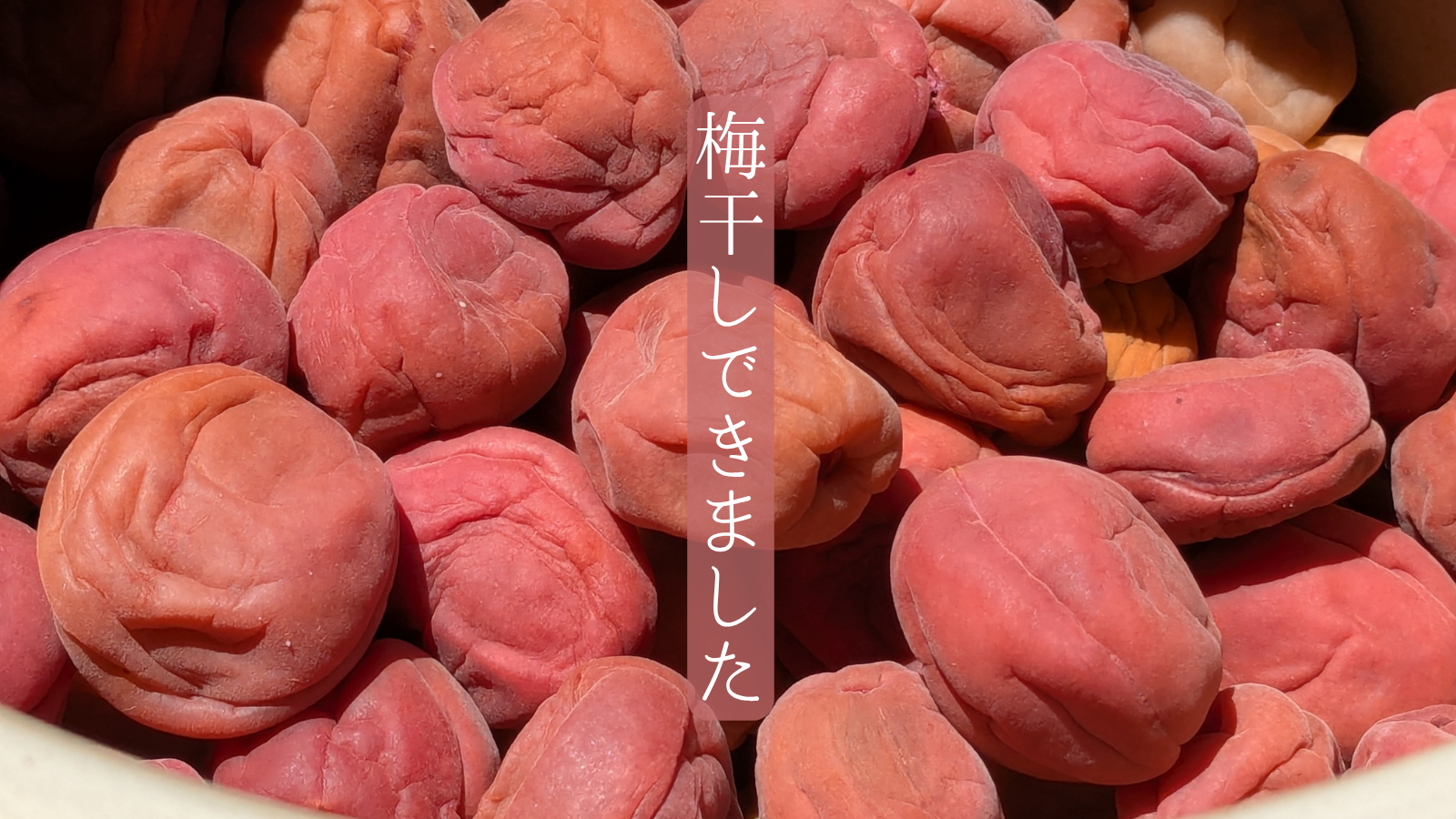 藤五郎梅の梅干し